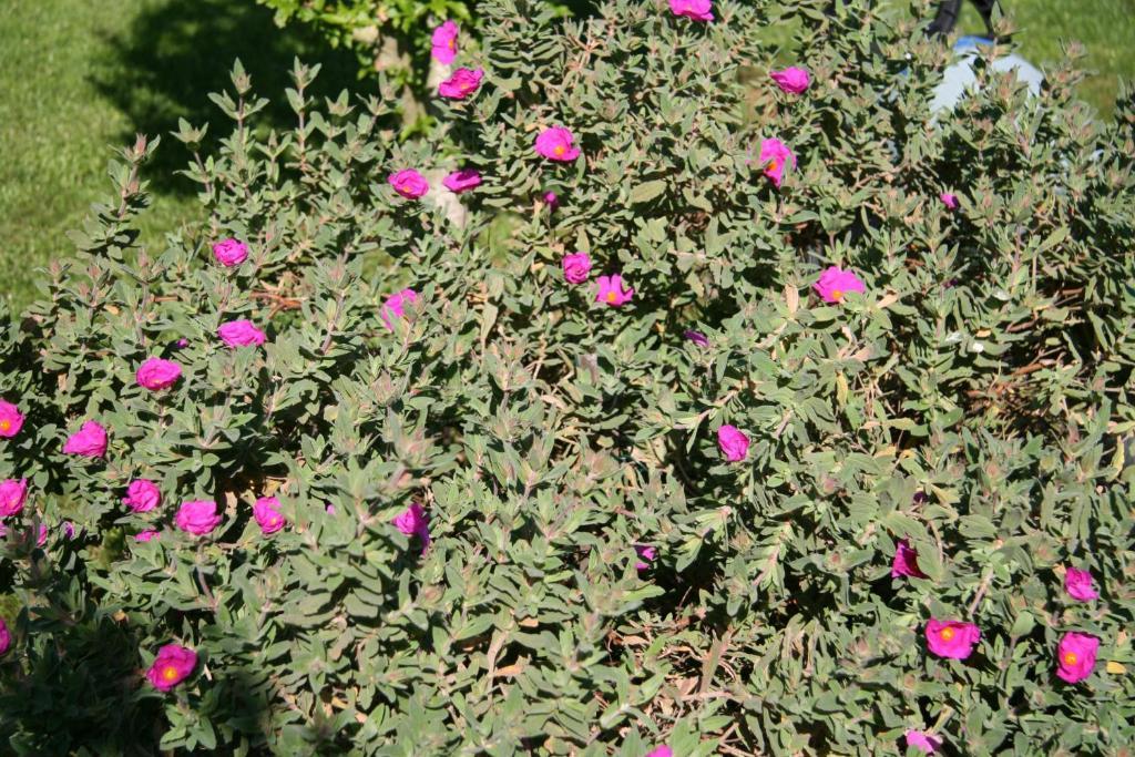 メゾン＝ラフィット Les Hibiscus Bed & Breakfast エクステリア 写真